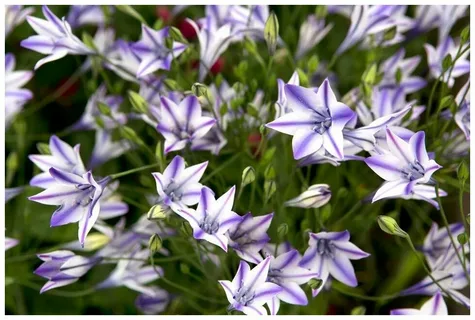 Triteleia Bulb