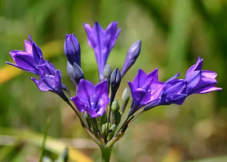 Triteleia Bulb