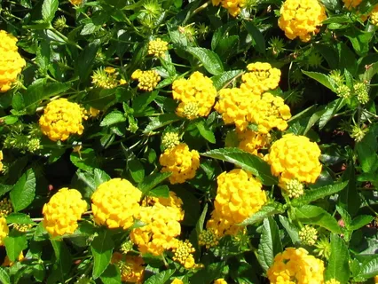 White Lantana