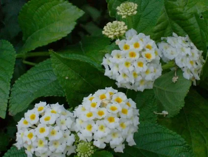 White Lantana