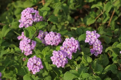 White Lantana