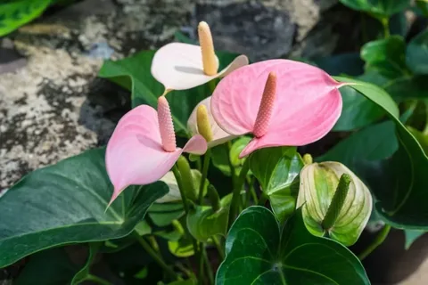 Pink Anthurium